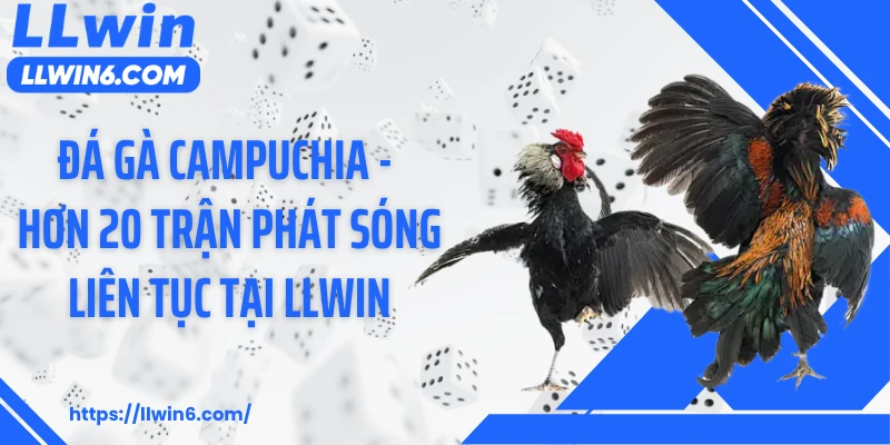 Đá Gà Campuchia - Hơn 20 Trận Phát Sóng Liên Tục Tại LLWIN